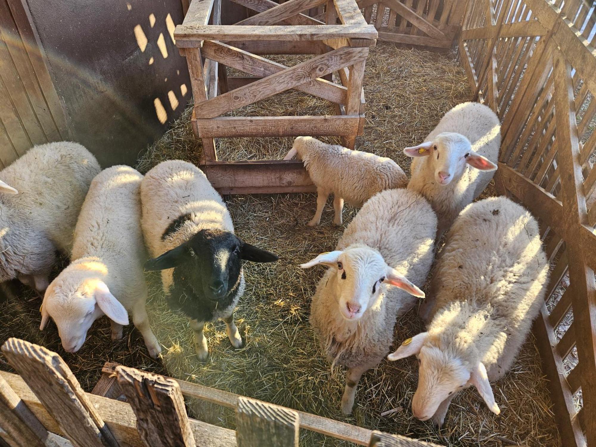 Tourist Farm Pr'Dovar Cerklje na Gorenjskem Exterior foto