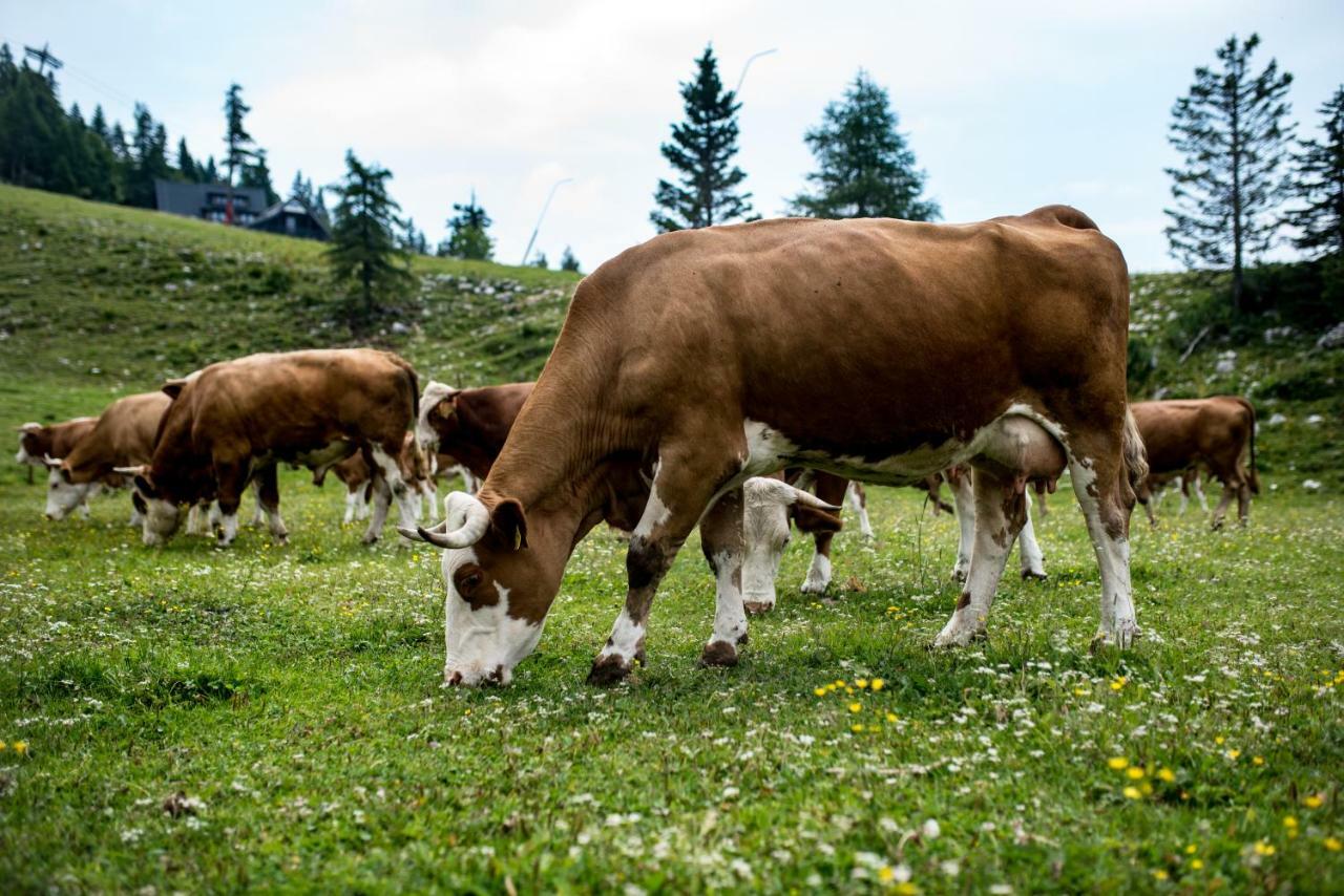 Tourist Farm Pr'Dovar Cerklje na Gorenjskem Exterior foto